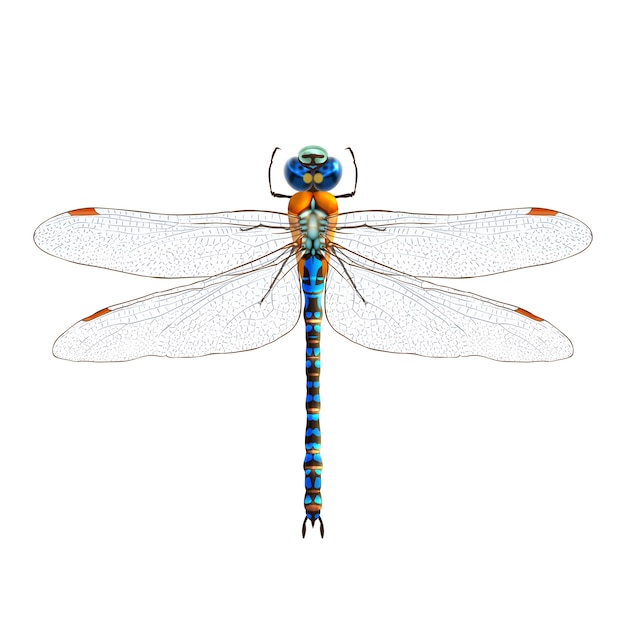 Free vector dragonfly realistic isolated