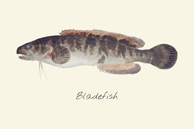 Drawing of a bladefish