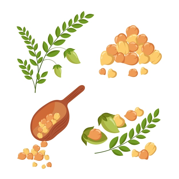 Drawn chickpea beans and plant