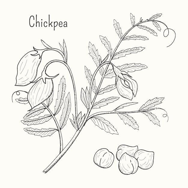 Drawn chickpea beans with plant