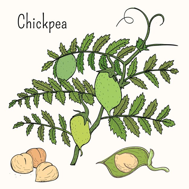 Drawn chickpea beans with plant