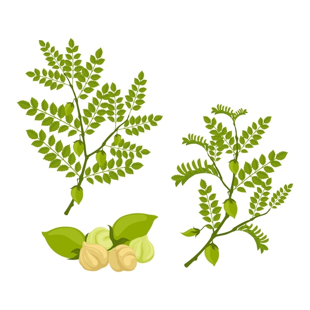 Drawn chickpea beans with plant