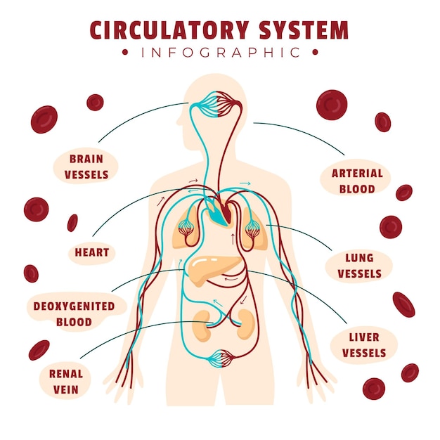 Free vector drawn circulatory system infographic