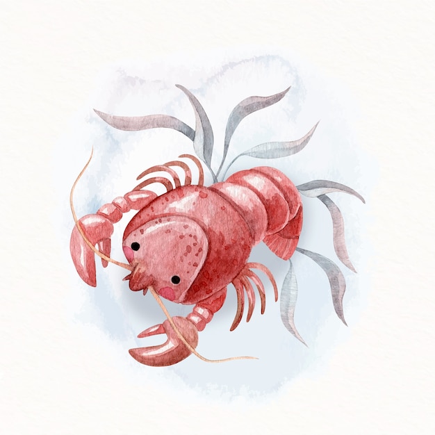 Free vector drawn marine crawfish illustration