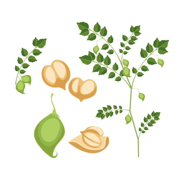 Drawn nutritive chickpea beans and plant illustration