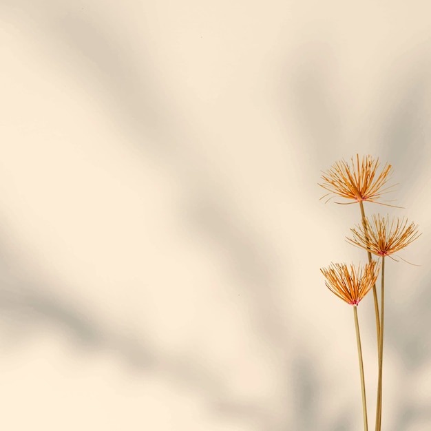 Dried Papyrus branches by a wall