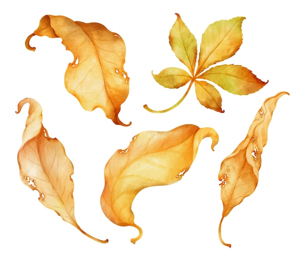 Сухие осенние листья акварельные иллюстрации для декоративного элемента