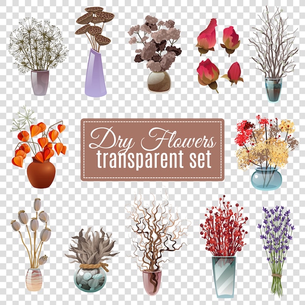 Dry flowers transparent set