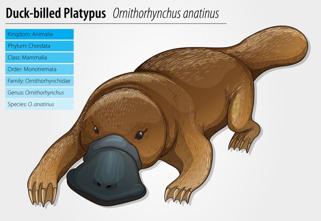 Duck-billed Platypus