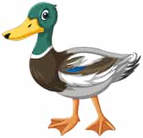 Free vector duck with green head cartoon character