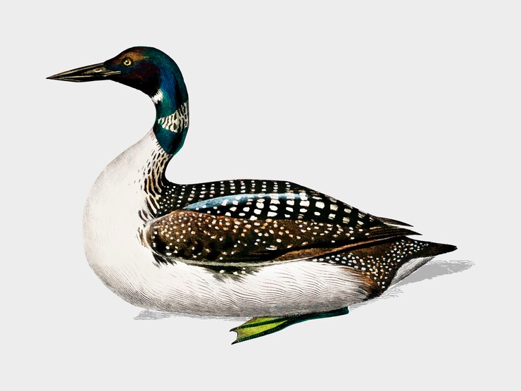 Free Vector duck 