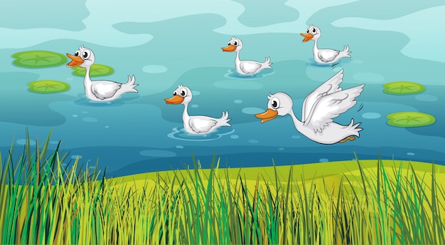 Free vector ducks looking for foods