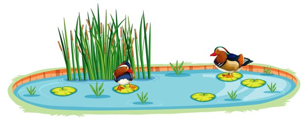 Ducks in a pond in cartoon style