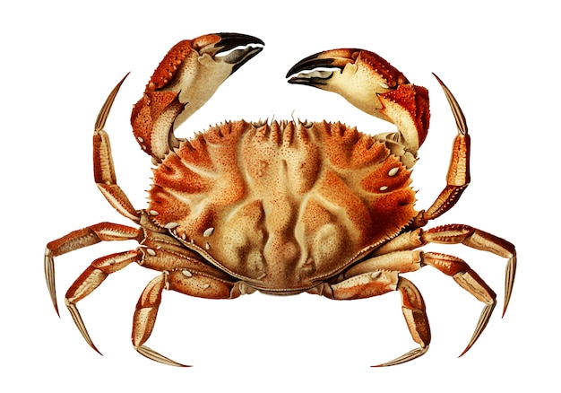 Dungeness crab