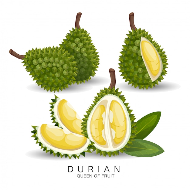 Durian is very delicious fruit Premium Vector