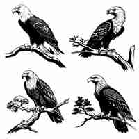 Free vector eagle on a branch design collection