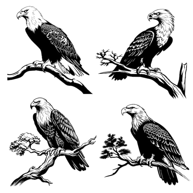 Free Vector eagle on a branch design collection