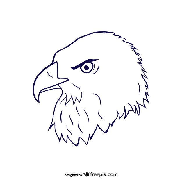 Eagle head sketch