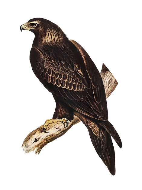 Иллюстрация орла