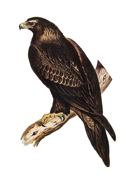 Eagle illustration