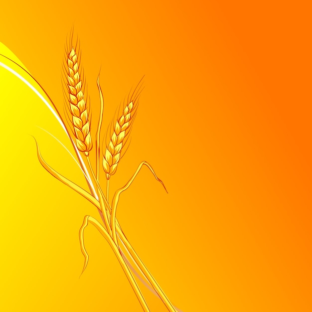 Ears of wheat on orange background.