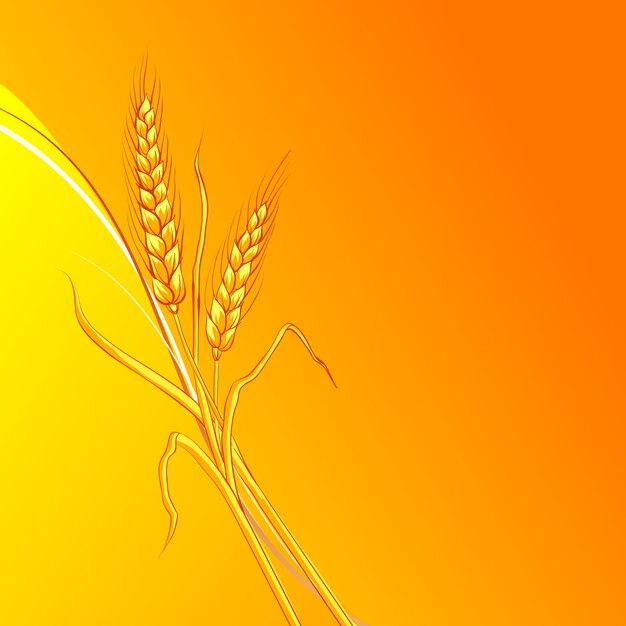 Ears of wheat on orange background.