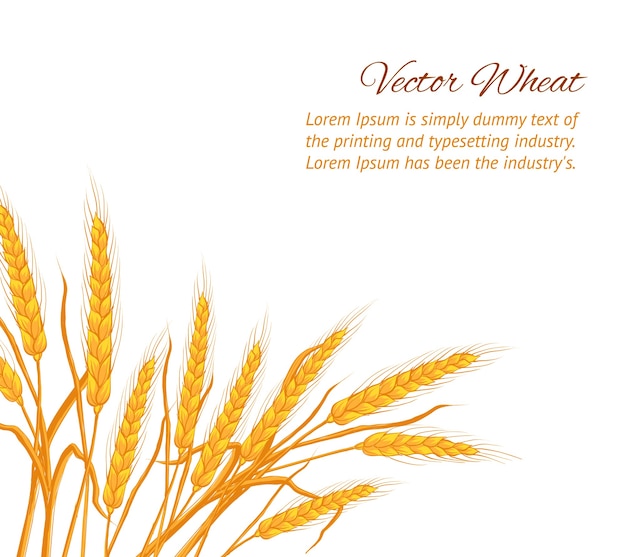 Ears of wheat on white background with sample text template