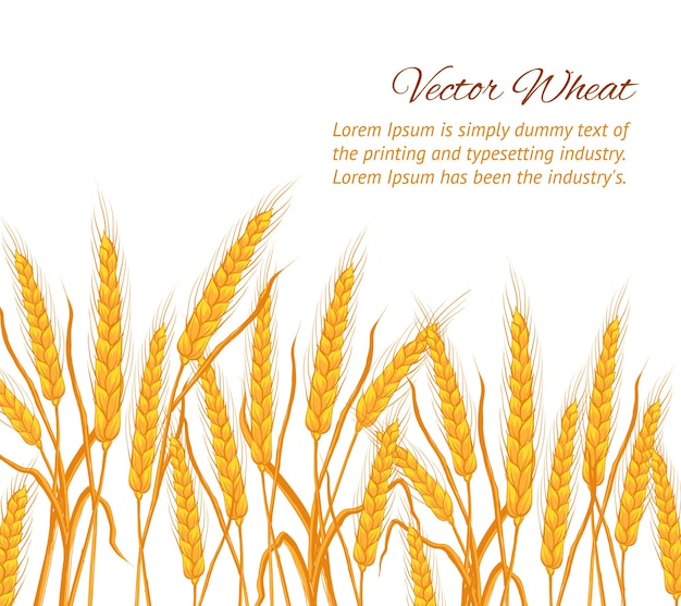 Free vector ears of wheat on white background with sample text template