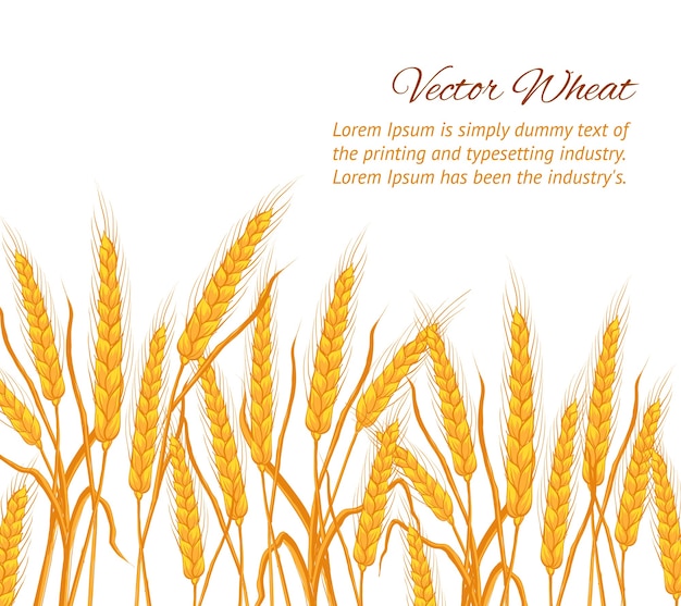 Ears of wheat on white background with sample text template