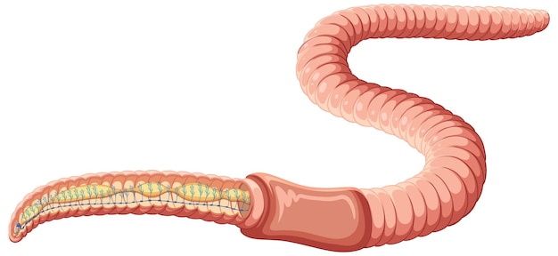 Free vector earthworm anatomy concept vector