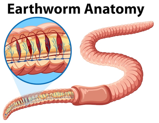 Free vector earthworm anatomy concept vector