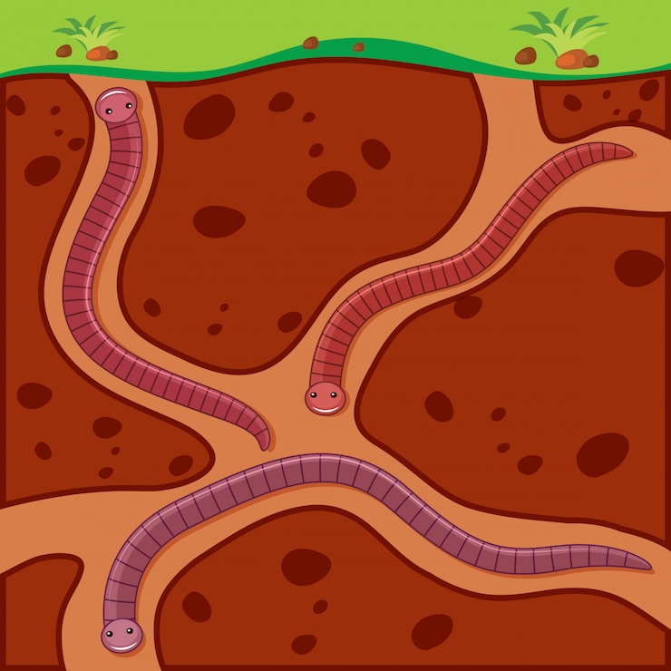 Free Vector earthworm digging soil underground