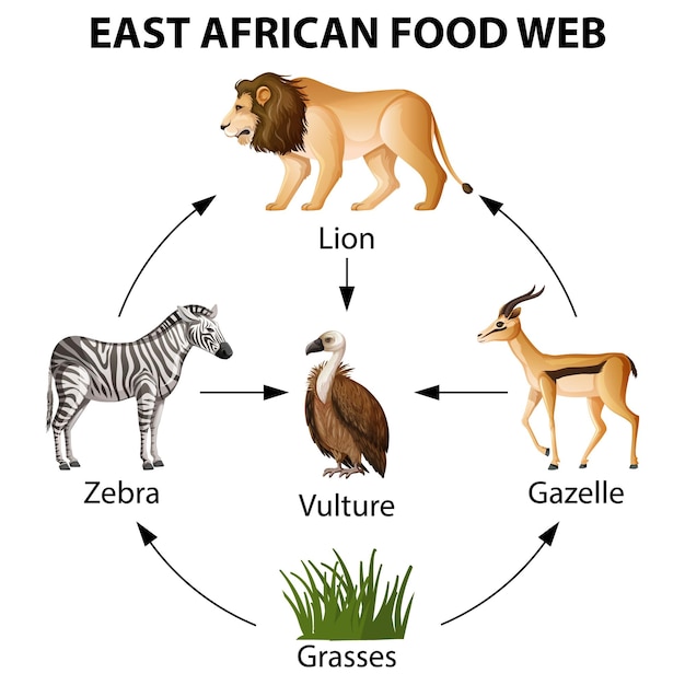 東アフリカの食物網のインフォグラフィック
