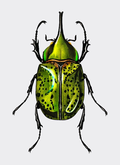 Восточный жук жук (Scarabaeus Hyllus)