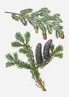 Free vector eastern hemlock tree