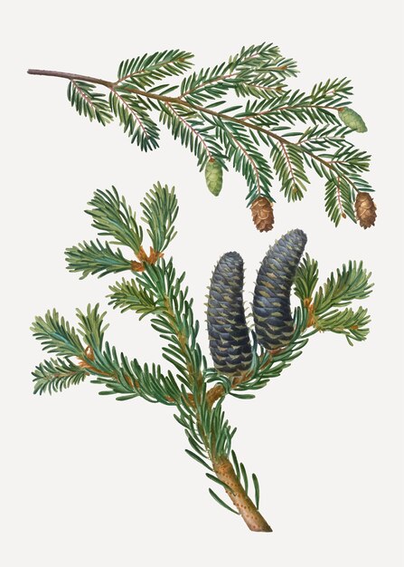 Eastern hemlock tree