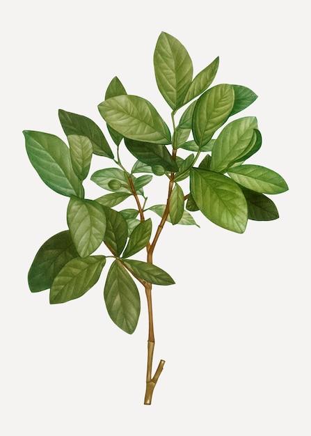 Free vector eastern leatherwood plant