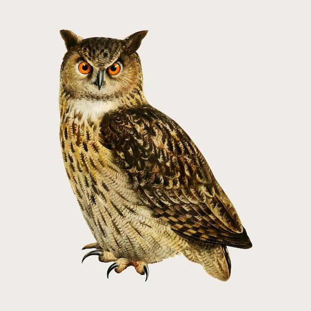 Free vector eaurasian eagle owl bird in hand drawn style