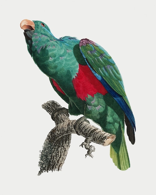 Free vector eclectus parrot
