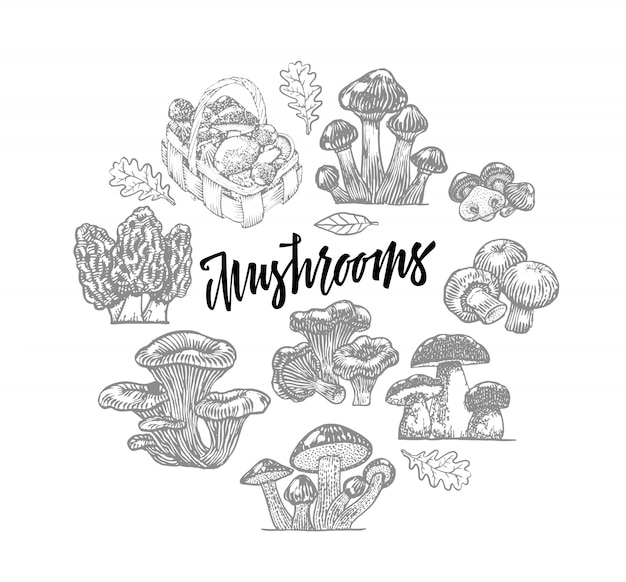 Edible mushroom icons round template