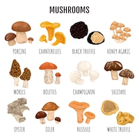 Edible mushrooms infographics set of truffle champignon chanterelle porcini honey agaric morels boletus russule oyster oiler kinds with caption cartoon vector illustration