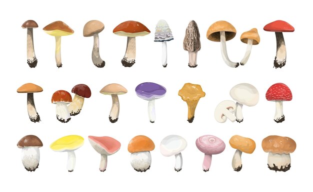 Edible mushrooms set on white background Colorful caps