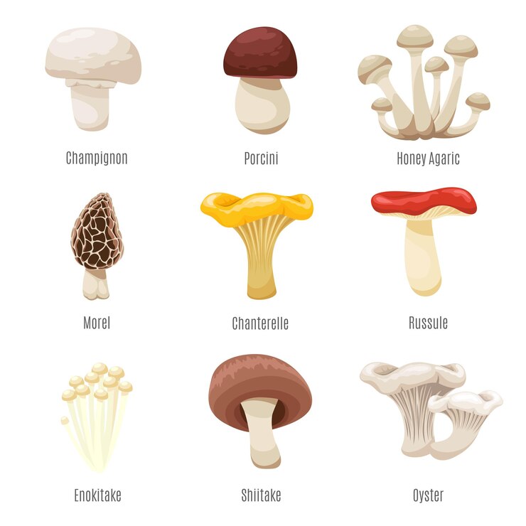 Free Vector edible mushrooms on white illustration. mushroom of champignon and porcini, honey agaric and morel fresh mushrooms