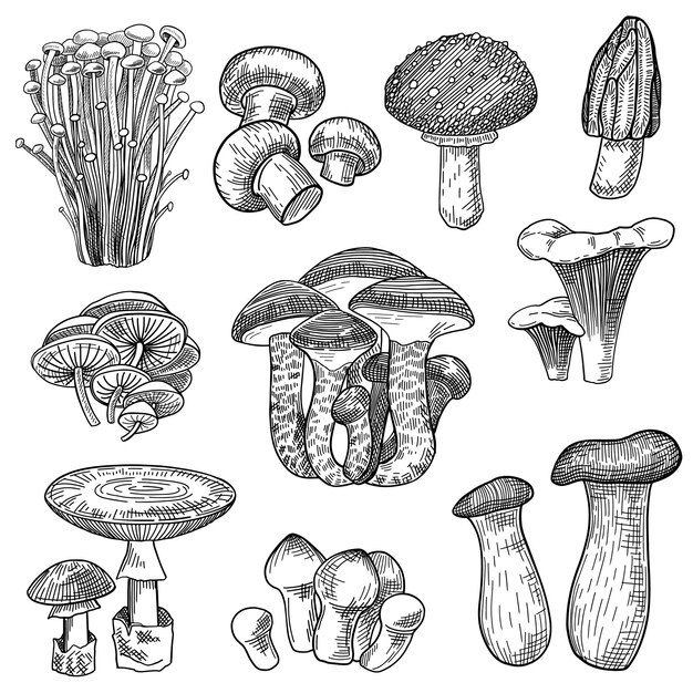 Edible and poisonous forest mushrooms set