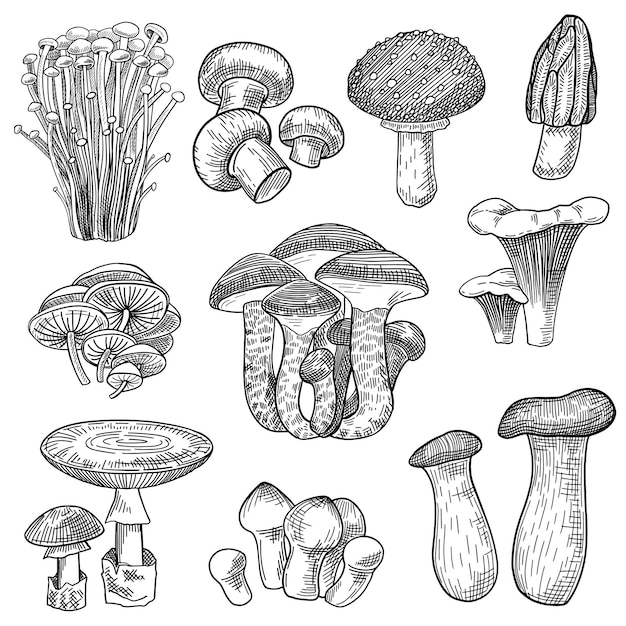 Edible and poisonous forest mushrooms set