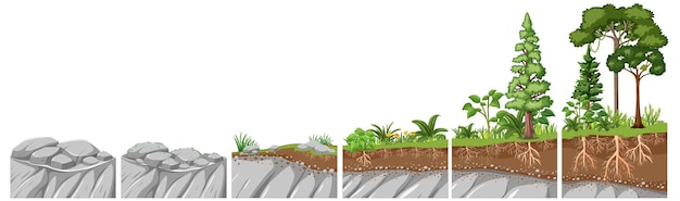 Education graphic on pioneer species