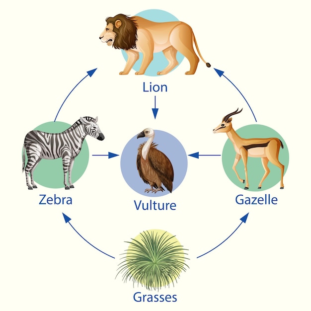 Vettore gratuito poster di educazione della biologia per il diagramma delle catene alimentari