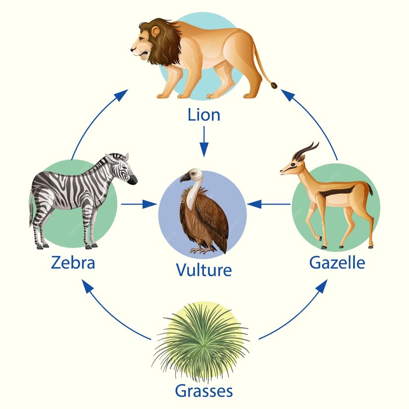 ๋จน์ด ์ฌ์ฌ ๋ค์ด์ด๊ทธ๋จ์ ๋ํ ์๋ฌผํ ๊ต์ก ํฌ์คํฐ Biology Diagrams