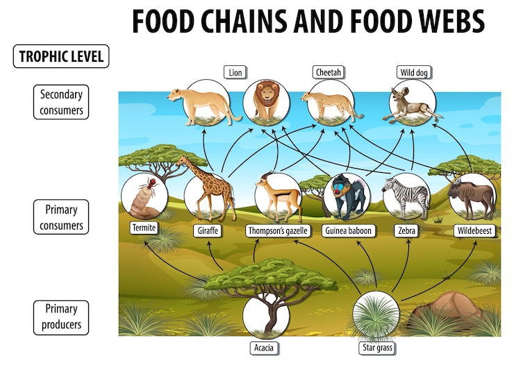 無料Vector 食物網と食物連鎖図のための生物学の教育ポスター