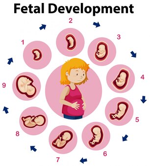 An education poster of fetal development